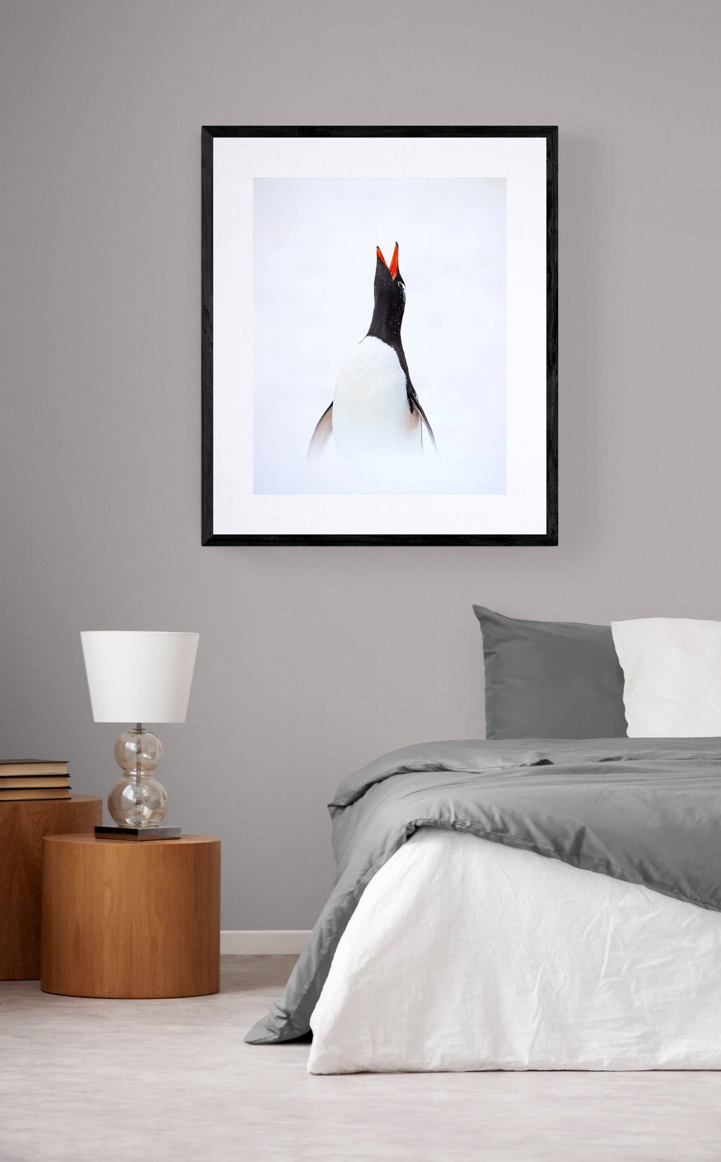 Penguin song - Gentoo penguin, Antarctica