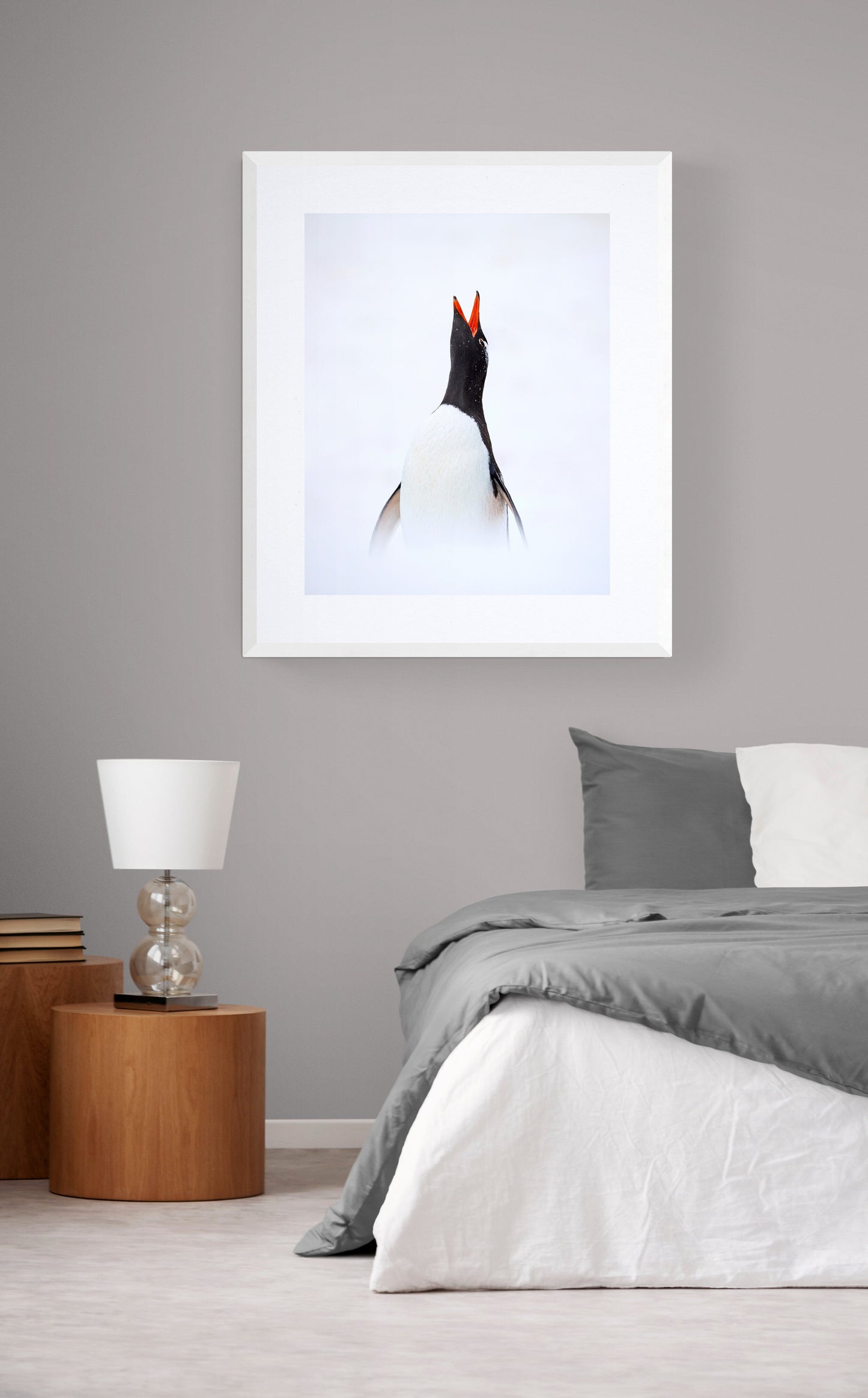 Penguin song - Gentoo penguin, Antarctica