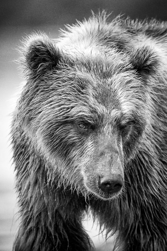 Focused - Brown bear, Kamchatka Russia