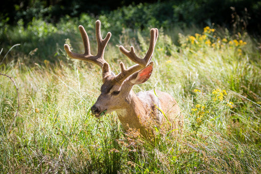 Mule Deer - Yosemite National Park, California USA