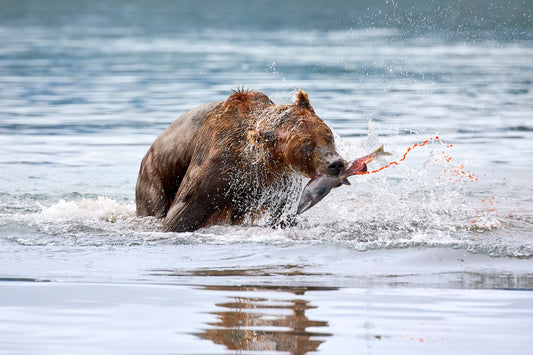 Caviar on tap - Brown bear, Kamchatka Russia