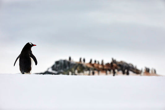 Coming home - Gentoo penguins, Antarctica