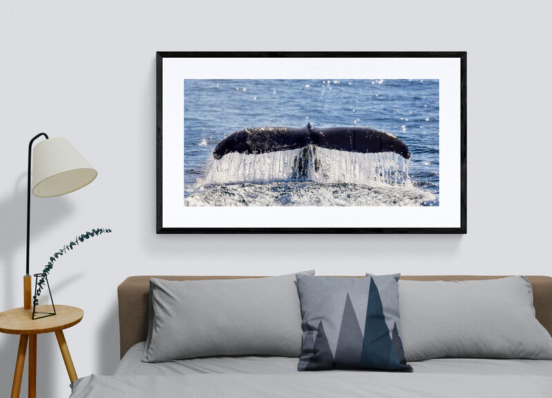 All that glitters - Humpback whale, Gold Coast Australia