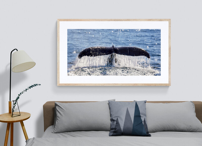 All that glitters - Humpback whale, Gold Coast Australia