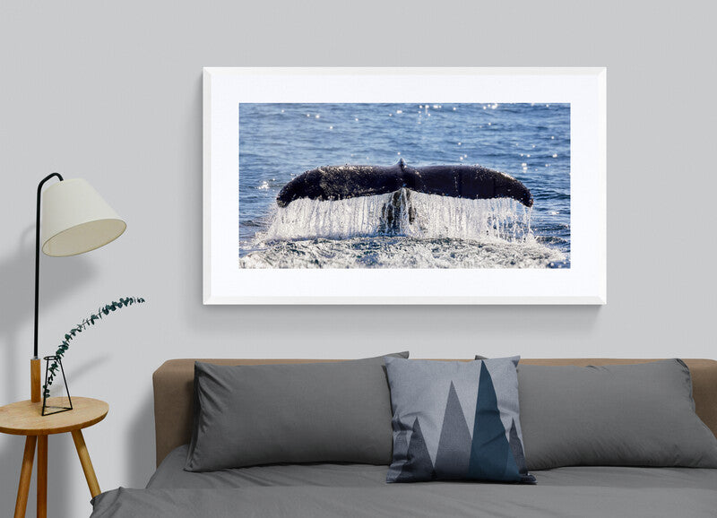 All that glitters - Humpback whale, Gold Coast Australia