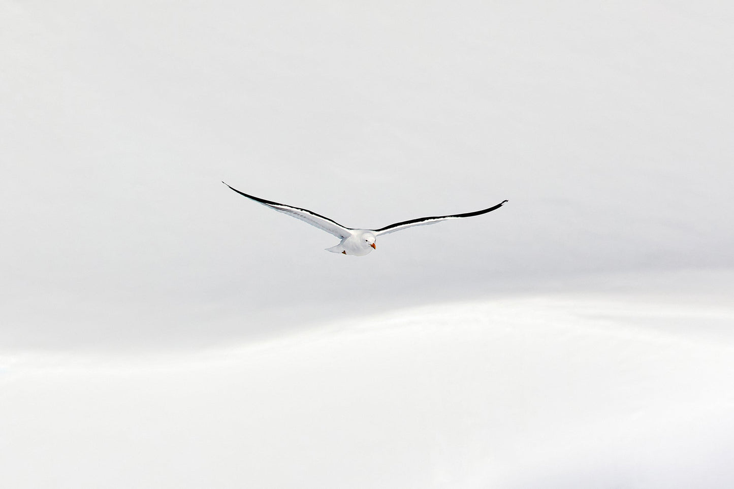 White flight - Black-backed Gull, Antarctica