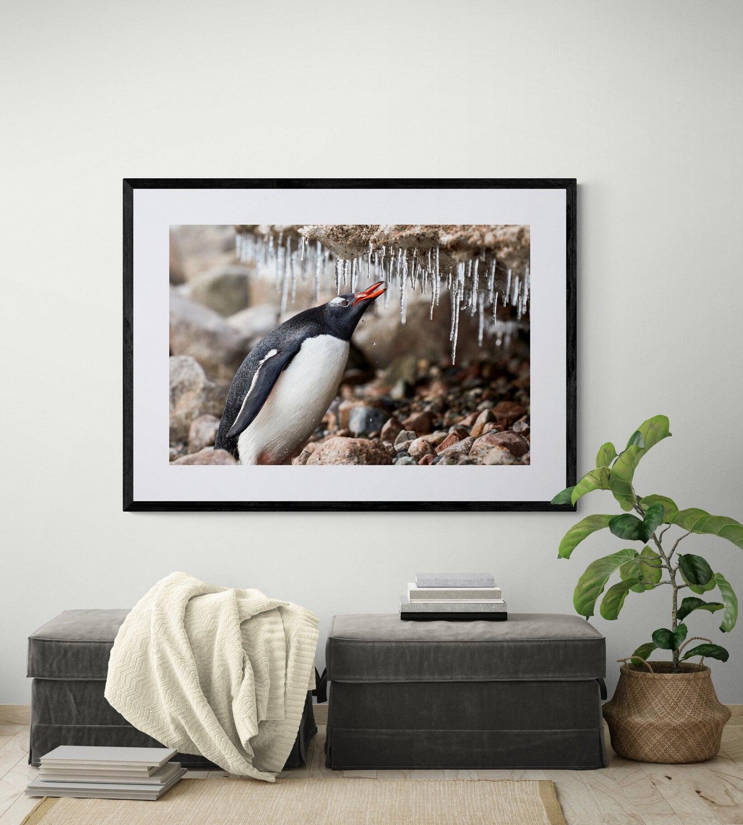 Crunch time - Gentoo penguin, Antarctica