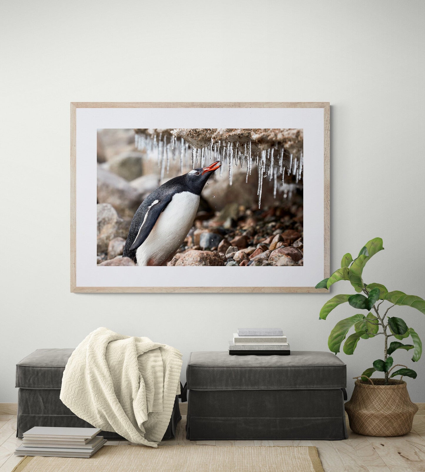 Crunch time - Gentoo penguin, Antarctica