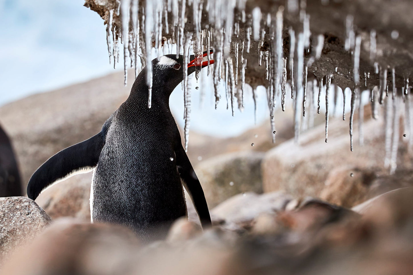 Crystal Palace - Gentoo penguin, Antarctica