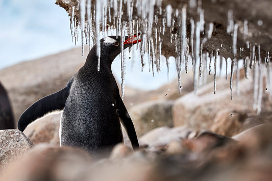Crystal Palace - Gentoo penguin, Antarctica