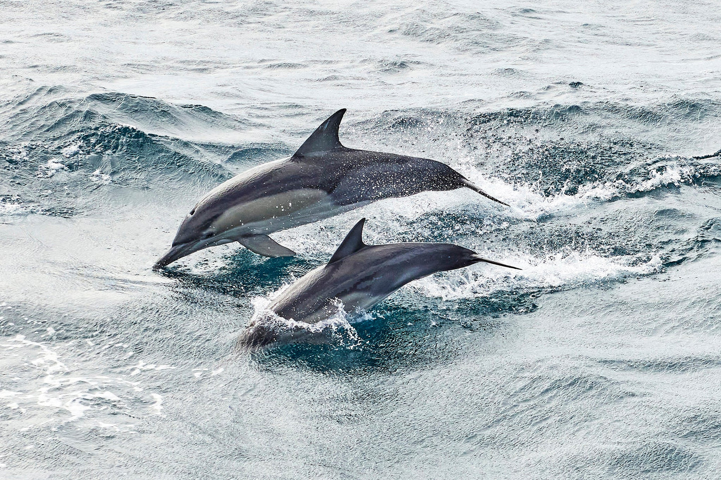 Come and play - Dolphins, Gold Coast : Australia