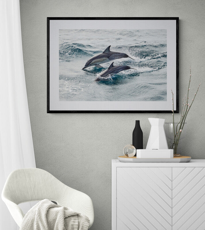 Come and play - Dolphins, Gold Coast : Australia