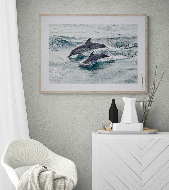 Come and play - Dolphins, Gold Coast : Australia