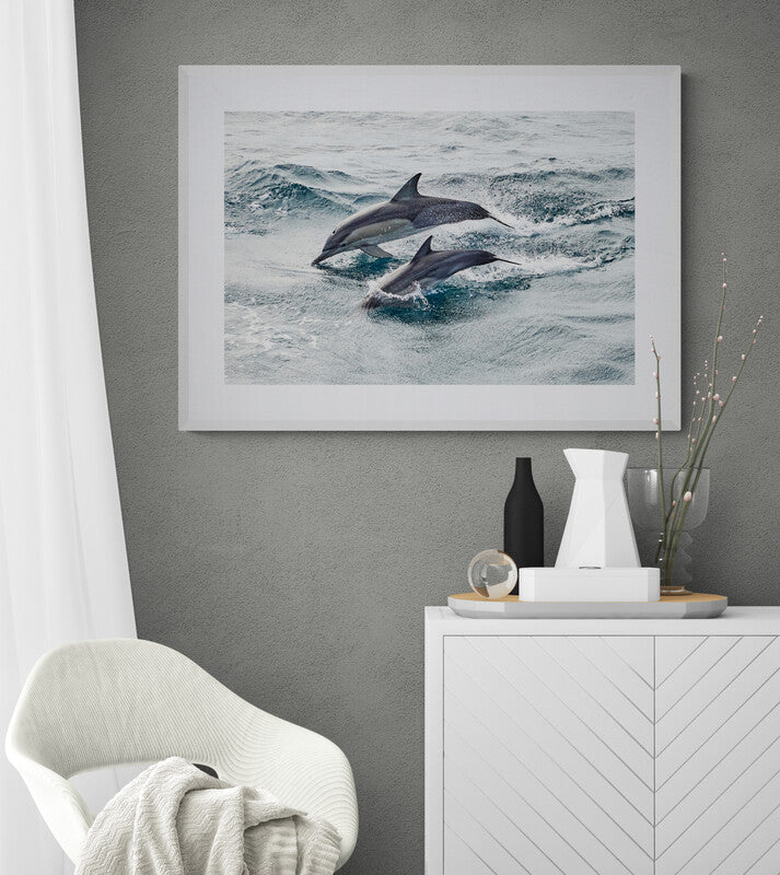 Come and play - Dolphins, Gold Coast : Australia
