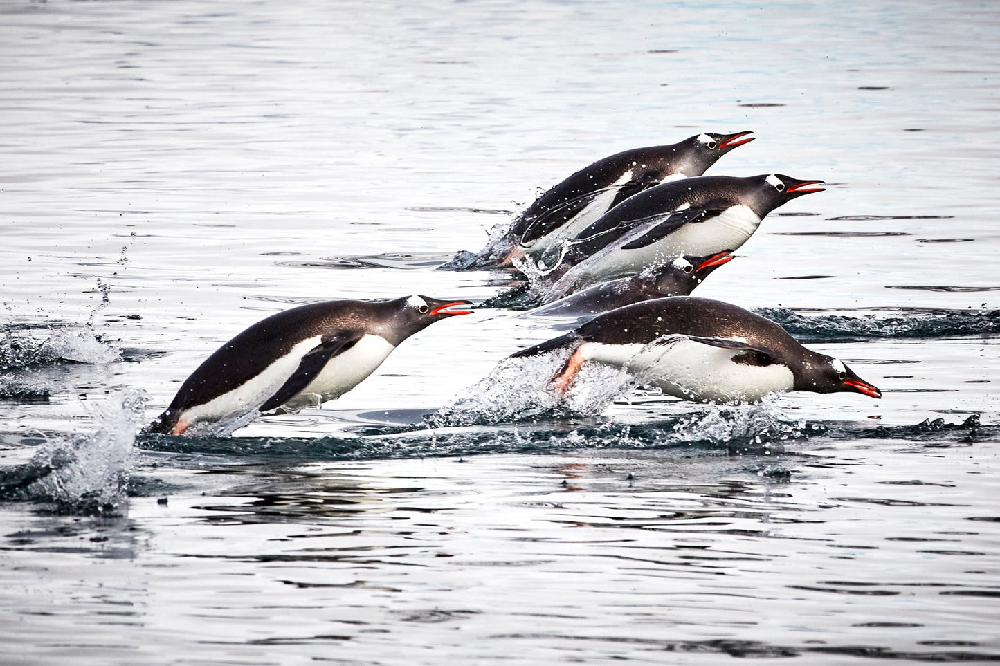 Photo finish - Gentoo Penguins, Antarctica