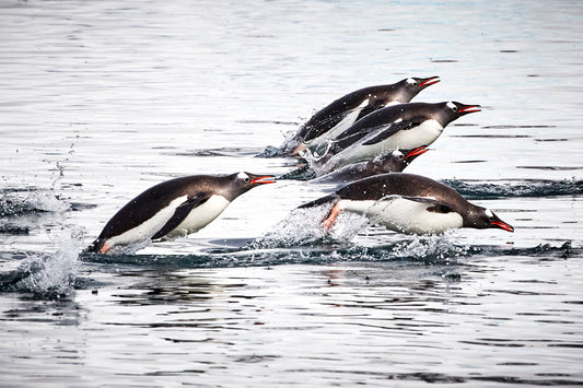 Photo finish - Gentoo Penguins, Antarctica