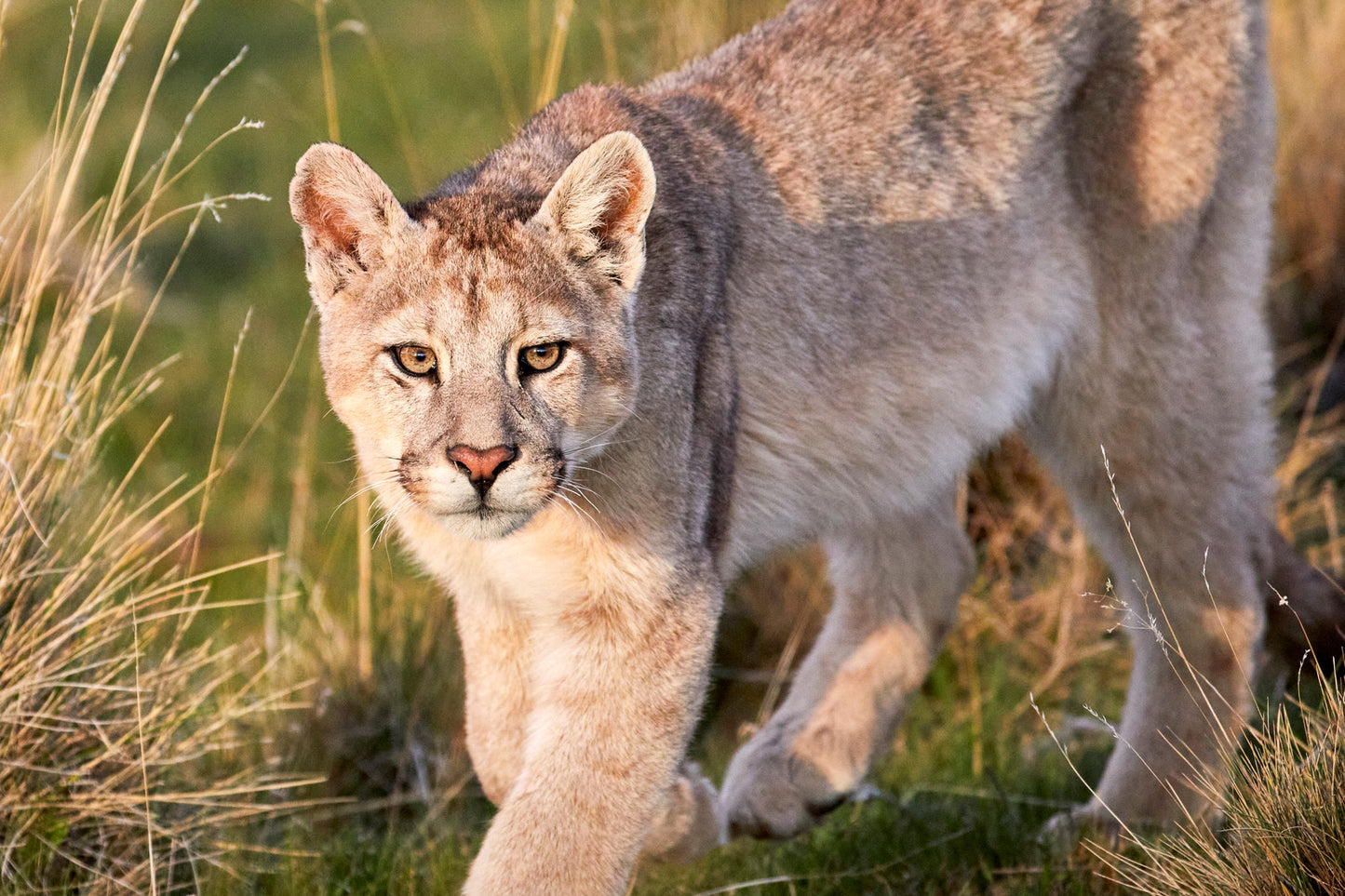 Eyes on you - Patagonian puma, Chile