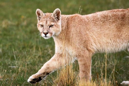 Best foot forward - Patagonian puma, Chile South America