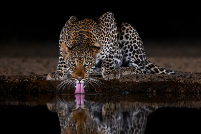 On alert - Leopard, Kenya