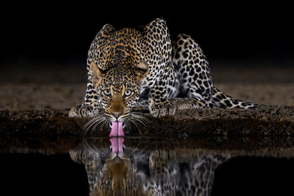 On alert - Leopard, Kenya