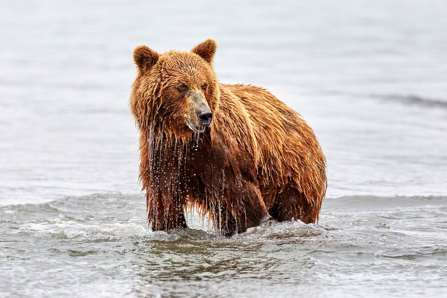Submerged - Brown bear, Kamchatka Russia