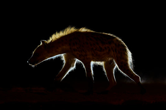 Glow - Hyena, Kenya