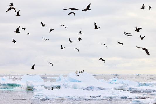 High hopes - Adelie Penguins at Ross Sea, Antarctica
