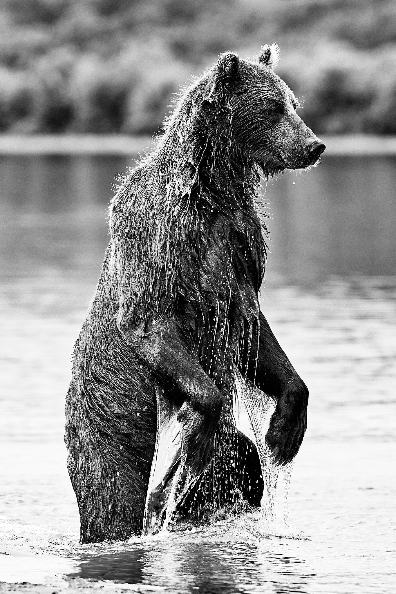 Stand tall - Brown bear, Kamchatka Russia