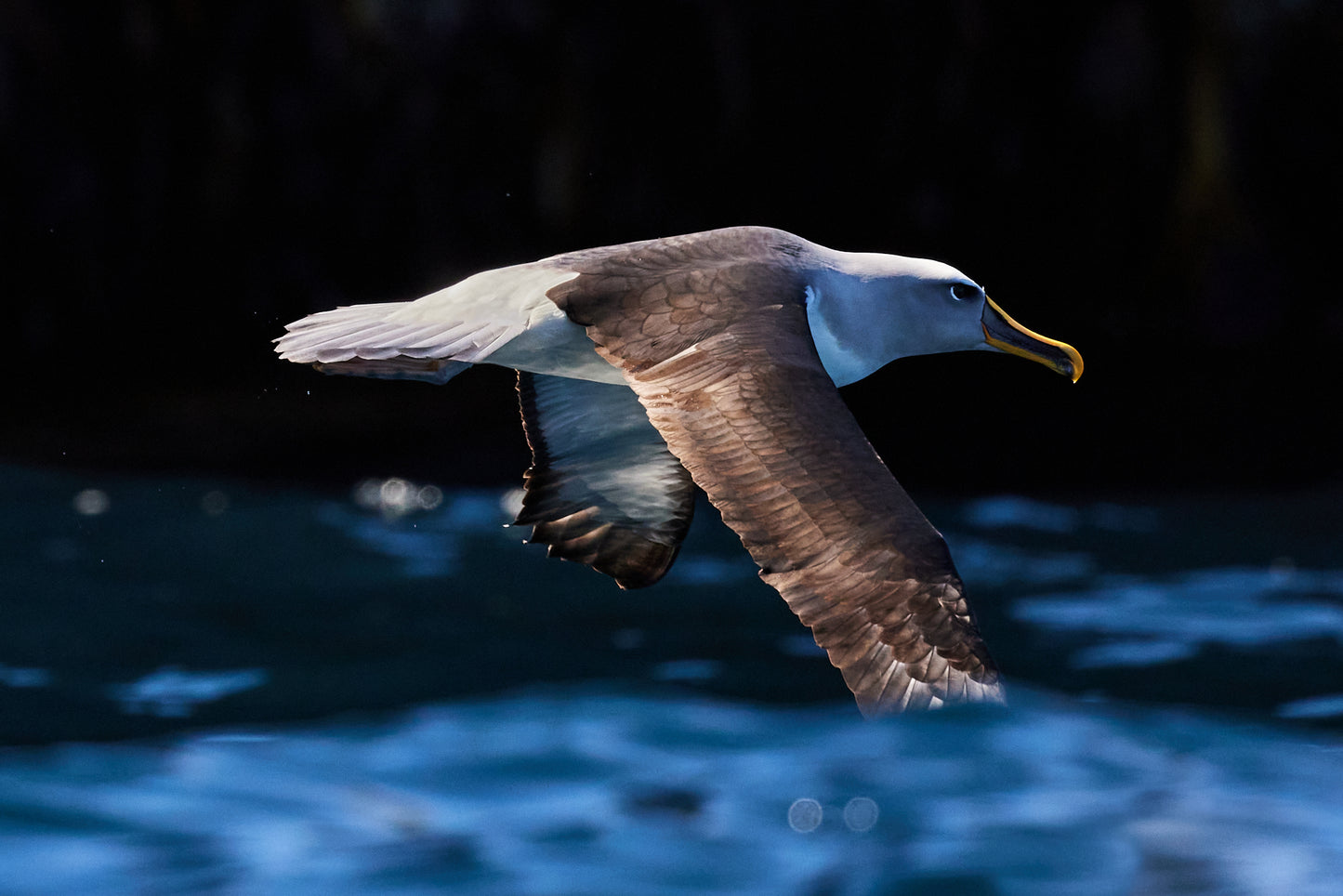 Under the radar - Buller's Albatross, The Snares : Subantarctic Islands