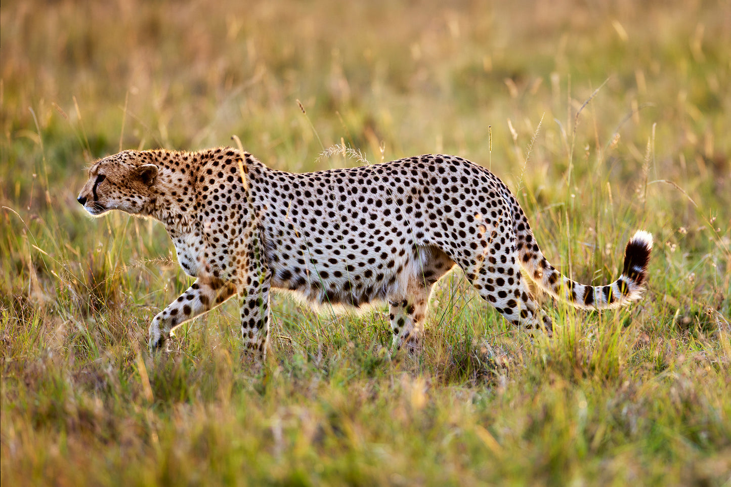 On the prowl - Cheetah, Kenya