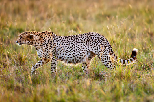 On the prowl - Cheetah, Kenya