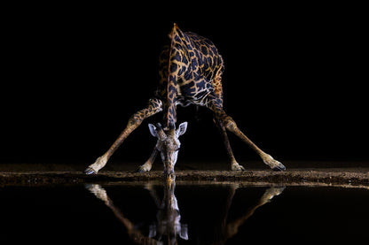 The long reach - Giraffe, Kenya