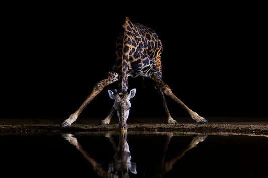 The long reach - Giraffe, Kenya