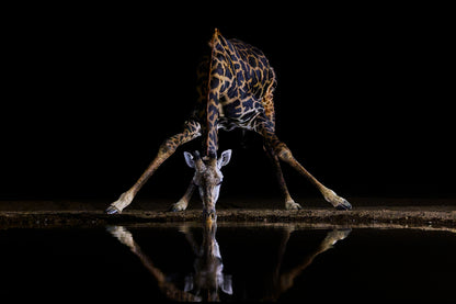 Tripod - Giraffe, Kenya