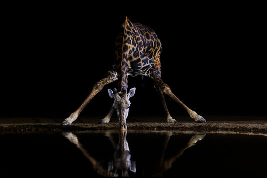 Tripod - Giraffe, Kenya