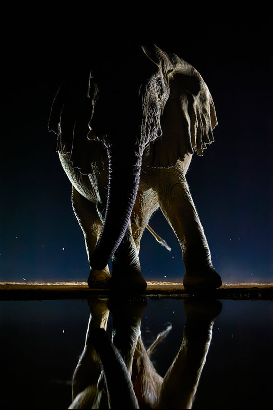 Dance of the giant - Elephant, Kenya