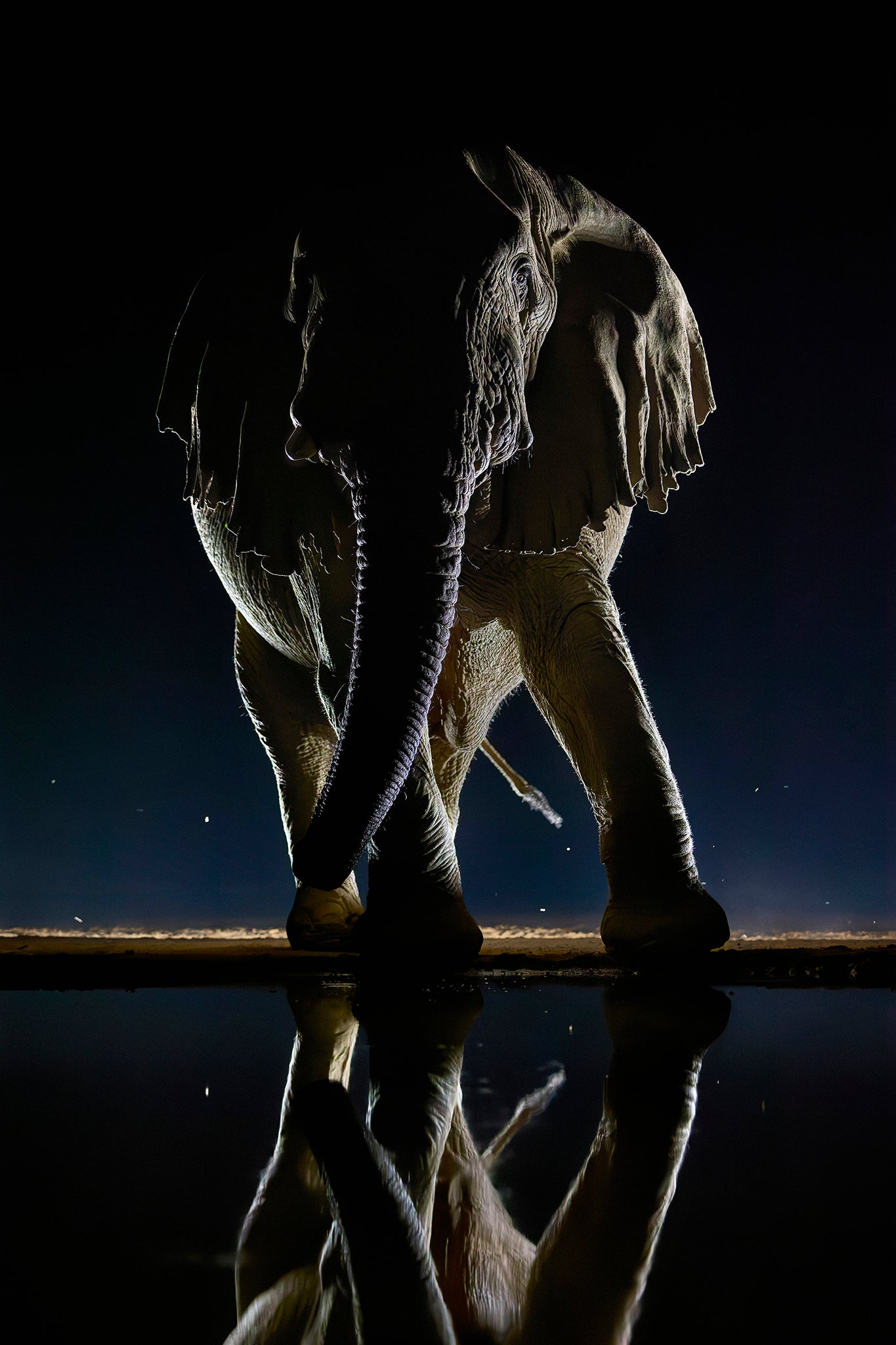 Dance of the giant - Elephant, Kenya