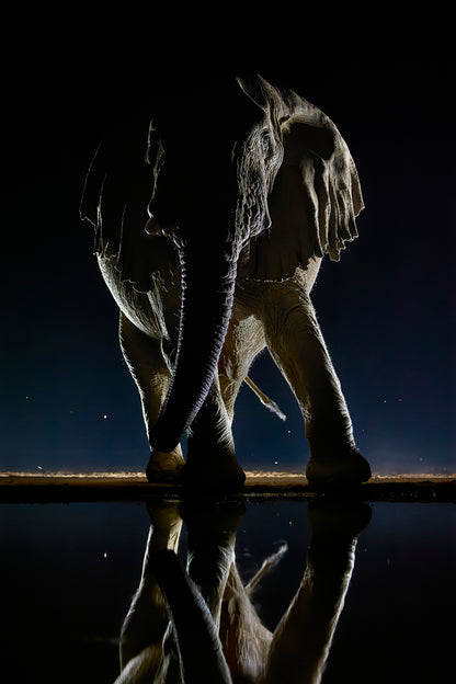 Dance of the giant - Elephant, Kenya