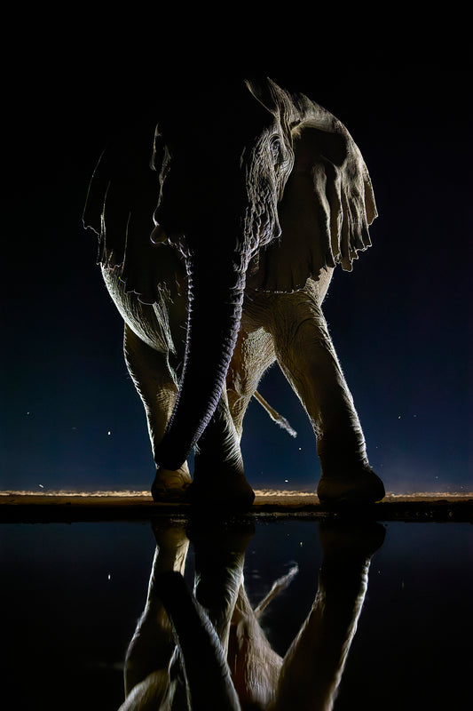 Dance of the giant - Elephant, Kenya