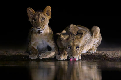 Stare down - Lions, Kenya