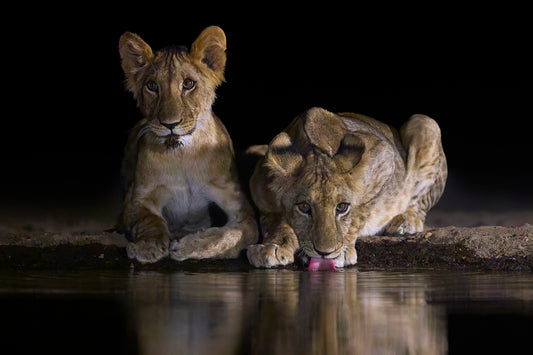 Stare down - Lions, Kenya
