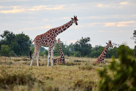 Nesting Giraffes, Kenya