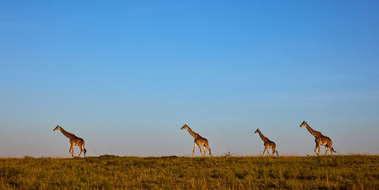 The journey - Giraffes, Kenya