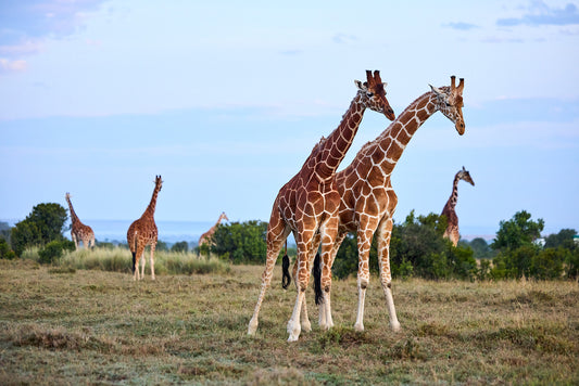 Giraffes, Kenya