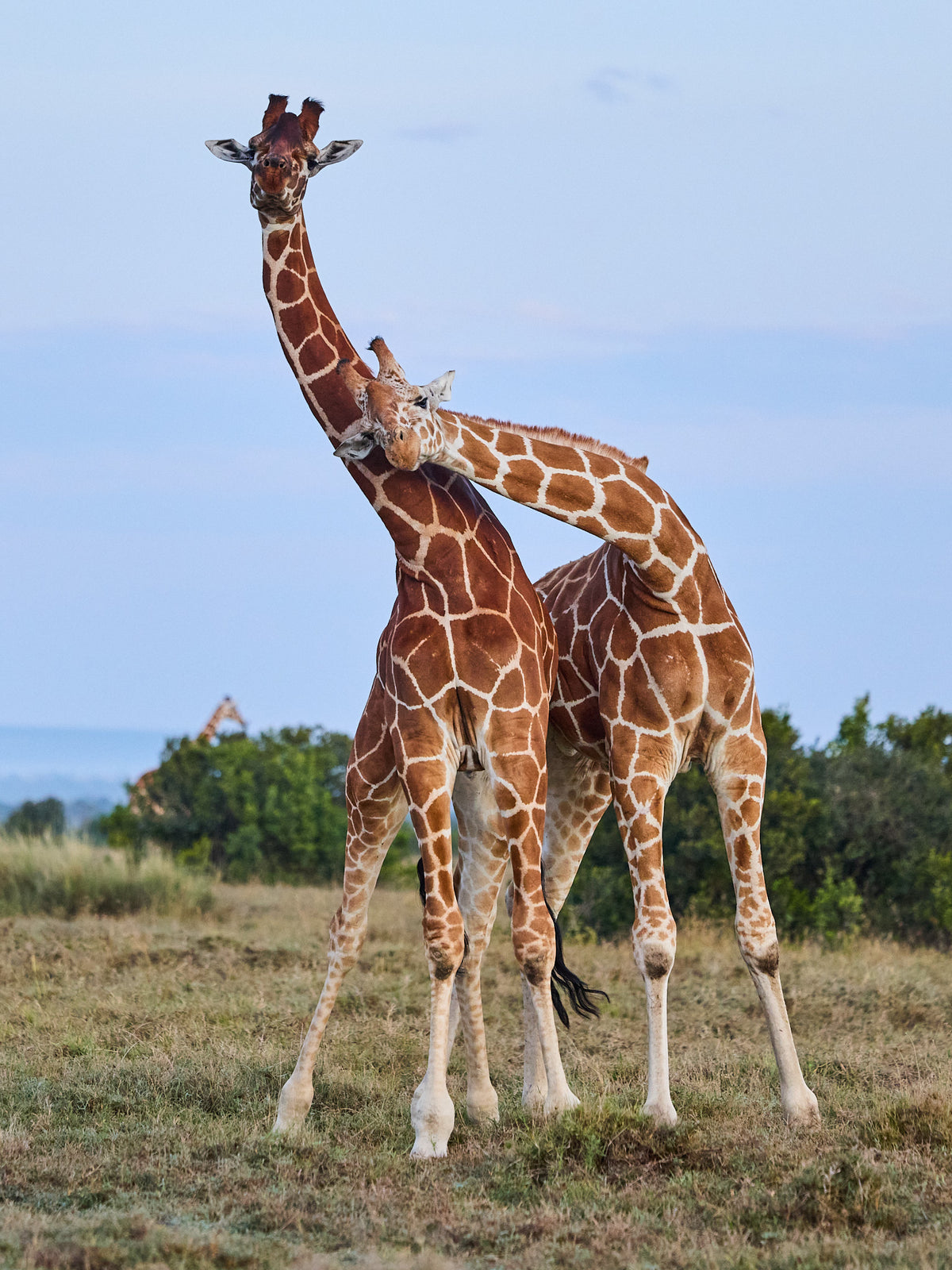Sway to the rhythm - Giraffes, Kenya