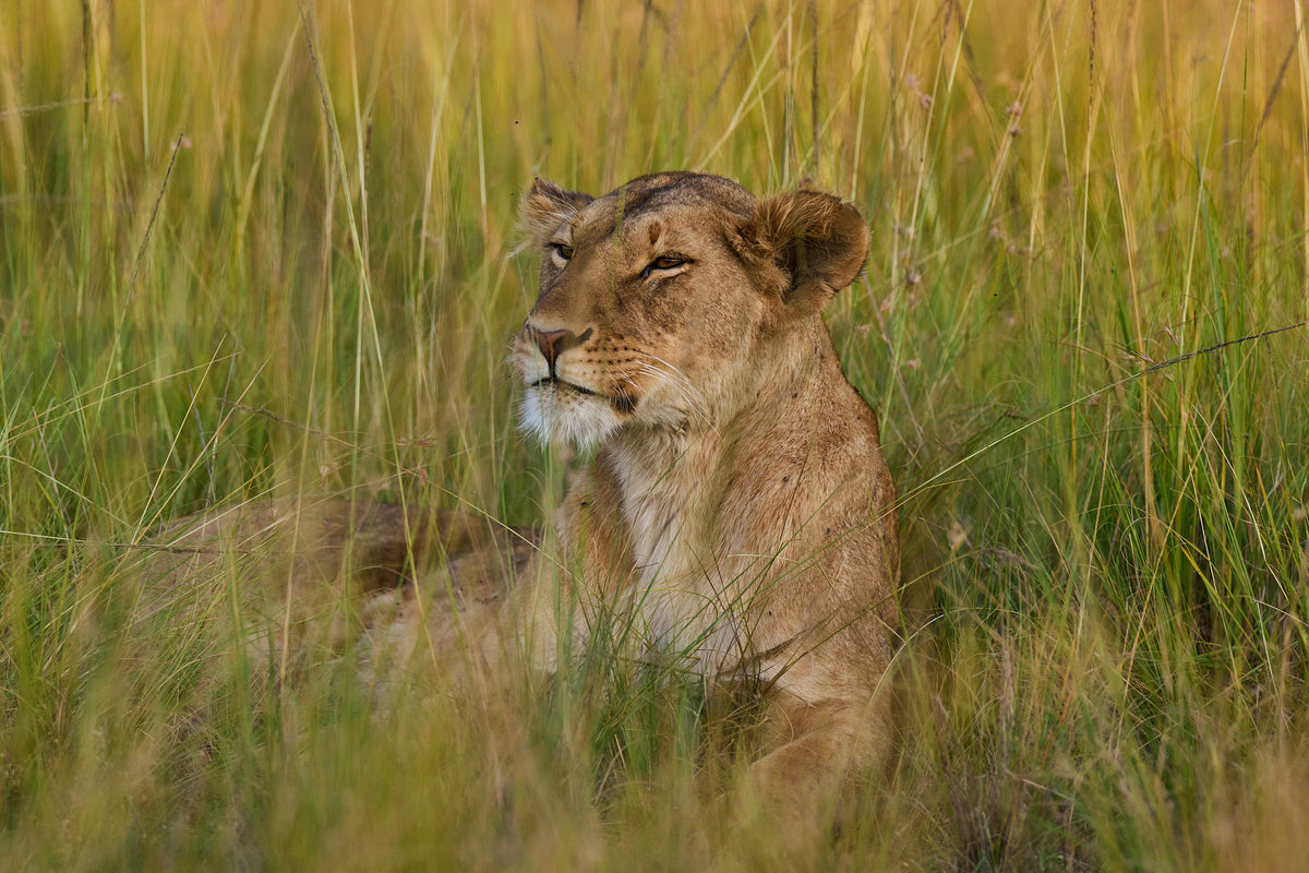 Lioness, Kenya
