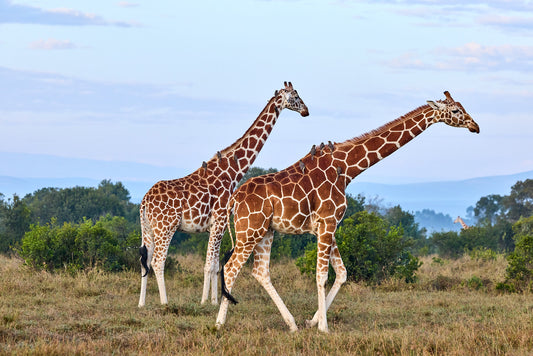 Giraffes, Kenya
