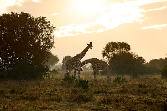 Giraffes at sunrise, Kenya