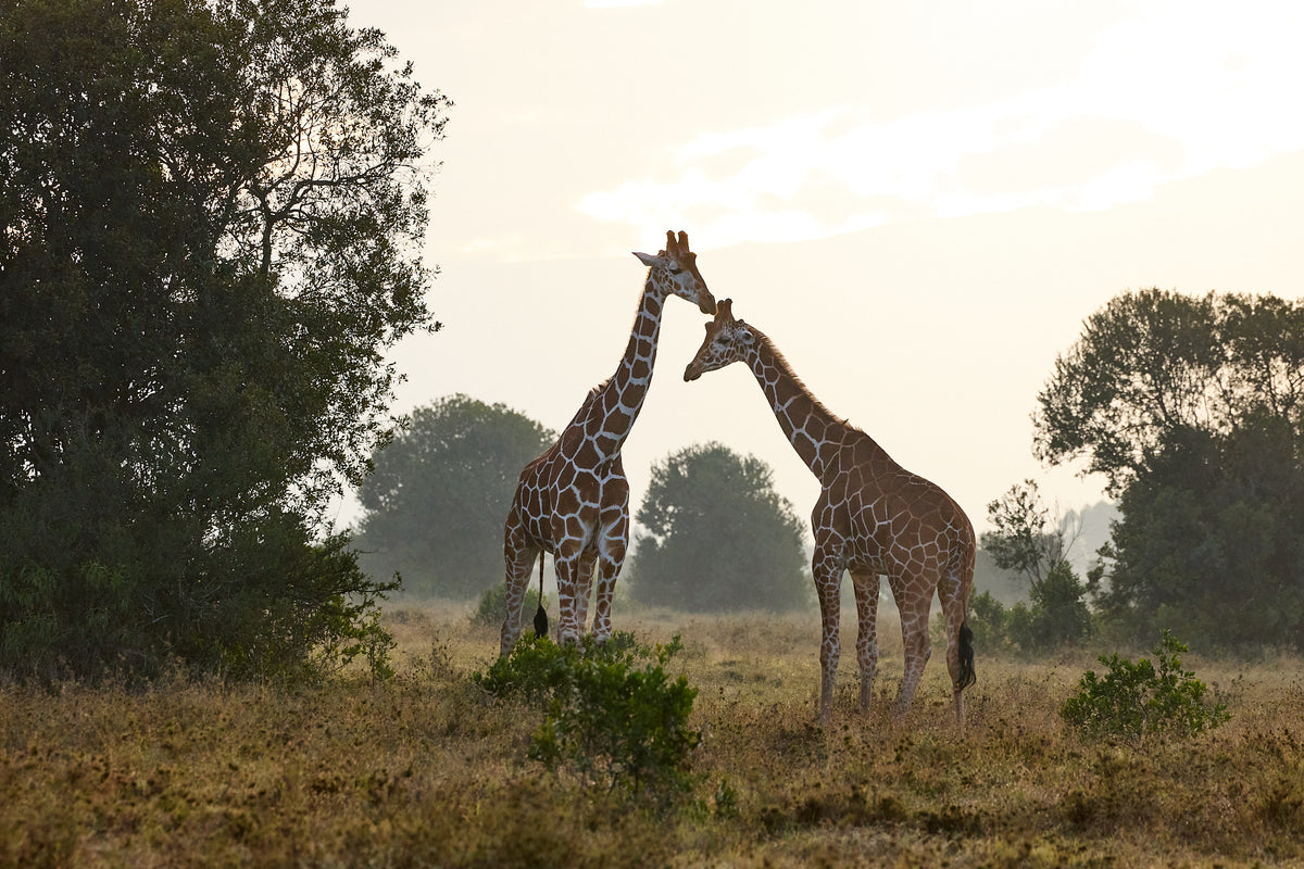Giraffes in fog, Kenya