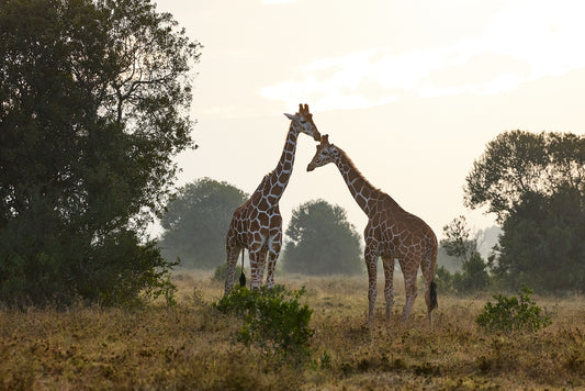 Giraffes in fog, Kenya
